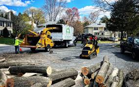 Best Tree Disease Treatment  in Soddy Daisy, TN