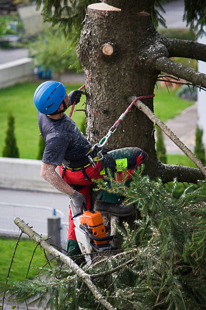 Best Fruit Tree Pruning  in Soddy Daisy, TN