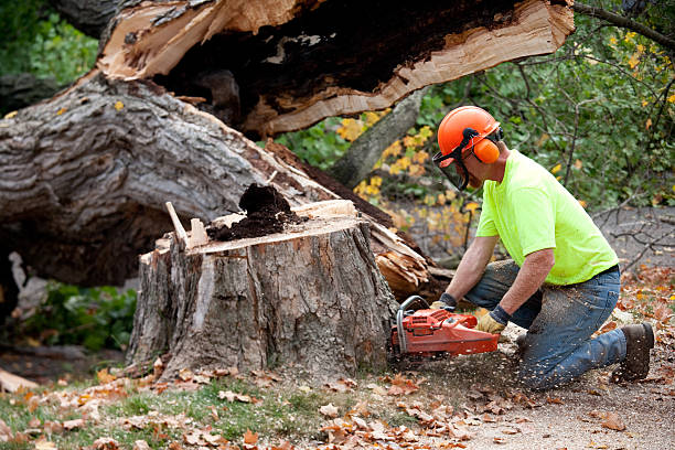 How Our Tree Care Process Works  in  Soddy Daisy, TN