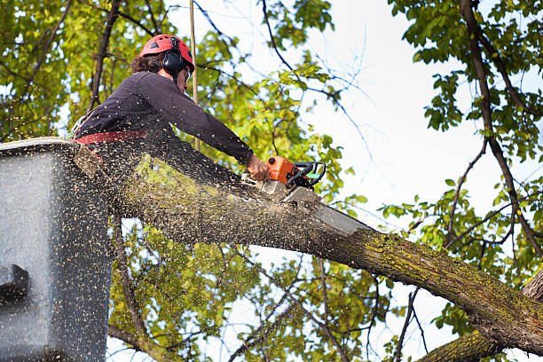  Soddy Daisy, TN Tree Removal Pros