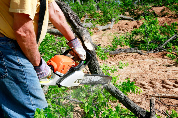 Best Storm Damage Tree Cleanup  in Soddy Daisy, TN